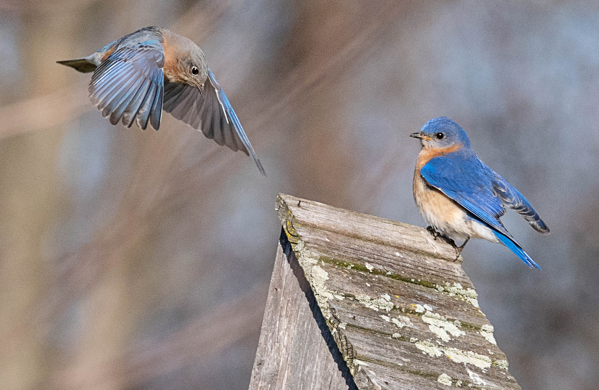 Blue Skies and Blue Birds | Shutterbug